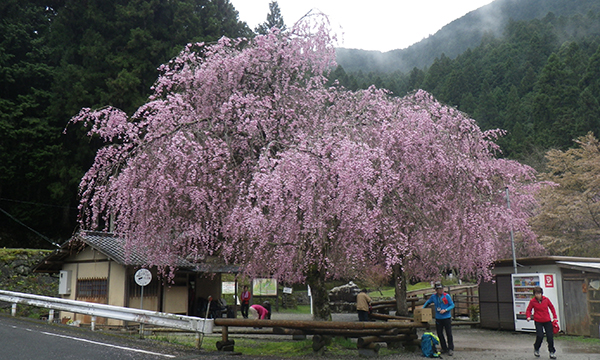 蜻蛉の滝公園の枝垂れ桜