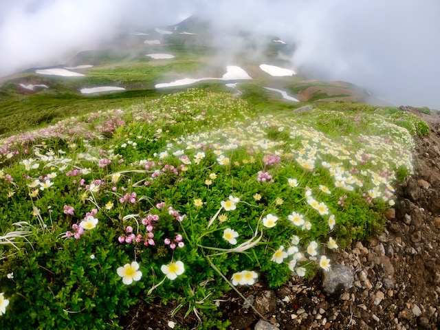 大雪山 三色縦走 黒岳・赤岳・緑岳 - 旅の本棚 スタッフ ブログ