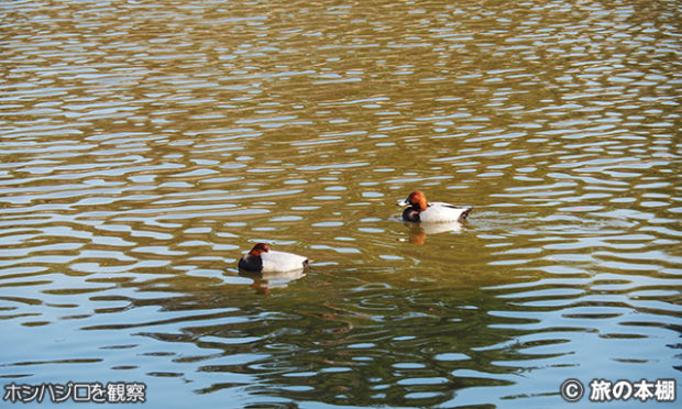 別の池で野鳥を観察