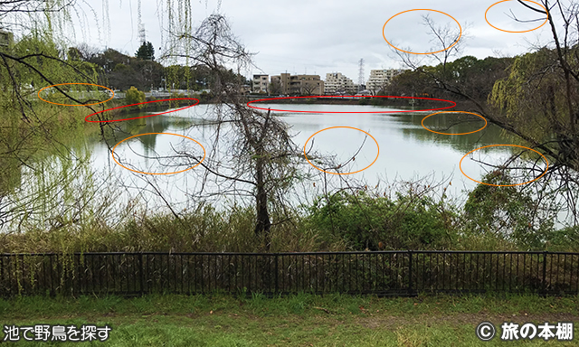 池で野鳥を探す